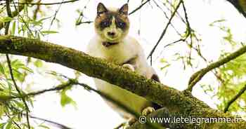 À Lorient, le chat coincé dans un palmier sauvé par un élagueur - Le Télégramme