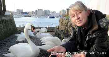 Plymouth's 'Swan Lady' struggling to afford feeding Sutton Harbour swans due to Cost of Living - Plymouth Live