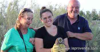 Marignane : la LPO relâche un hibou des marais après l'avoir soigné - La Provence