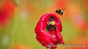 Bevölkerung soll Hummeln und andere Insekten zählen - Süddeutsche Zeitung - SZ.de
