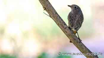 LBV: Weniger Vögel in Bayern beobachtet - Süddeutsche Zeitung - SZ.de