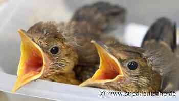 Jungvögel: Vor Katzen retten, ansonsten nicht anfassen - Süddeutsche Zeitung - SZ.de