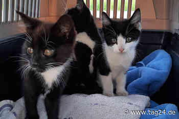 Nordholz: Polizei rettet drei Kätzchen aus Bahn-Kabelschacht - TAG24