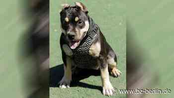 In Hellersdorf: Polizei erschießt Hund bei Wohnungsdurchsuchung - B.Z. – Die Stimme Berlins