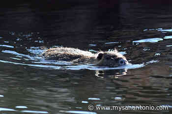 Austin's Lady Bird Lake's toxic algae is back. Here are 7 excuses to never swim in it again. - mySA