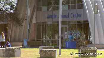 Concerns at Austin Animal Center lead to 'no confidence' vote in leadership - KVUE.com