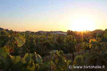 Vitivinicola Alberto Loi: oltre cento anni di tradizione, innovazione e piacevolezza del bere - Tortohelie