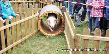 Raesfeld: Bauernmarkt mit Ferkelrennen auf dem Hof Süthold - Ruhr Nachrichten