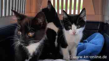 Kopf lugt aus Schacht: Polizisten retten Katzenbabys von Bahnstrecke