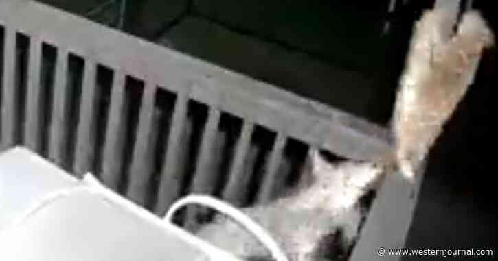 A Warning To Pet Owners: Man Shares Video Of 'Close Call' Encounter between Coyote and Cat