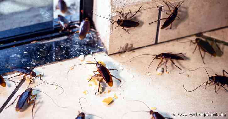 BLM Chapter Co-Founder Arrested After Outrageous Attack Using Cockroaches