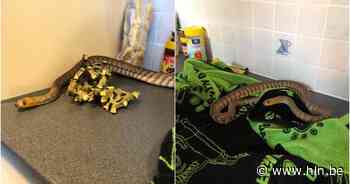 Brandweer bevrijdt slang uit hachelijke situatie in Kortenberg - Het Laatste Nieuws