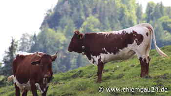 Traunstein: Erhalt unserer Almen nicht selbstverständlich - chiemgau24.de