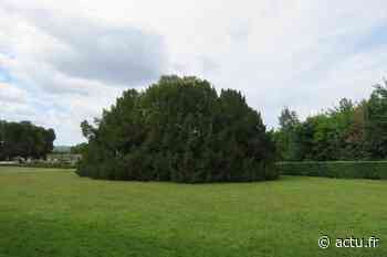 Au château de Champs-sur-Marne, l’If Bossuet certifié arbre remarquable - actu.fr