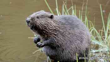 Baum gefällt, Leitungen zerstört: Biber legt Internet und Mobilfunk im Norden Kanadas lahm - DER SPIEGEL