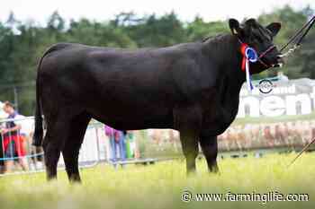 Bull calf crowned Aberdeen Angus Ulster Champion at Armagh - Farming Life