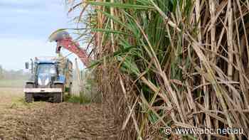 Sugarcane pulp powers 30 per cent of this city's houses, could the rest of Australia follow?