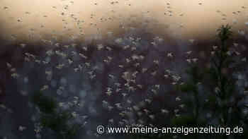 Hausmittel gegen Mücken: Mit diesem Trick vertreiben Sie die nervigen Insekten im Nu