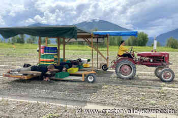 Ripe for the picking: Creston’s asparagus has late start due to cold spring - Creston Valley Advance