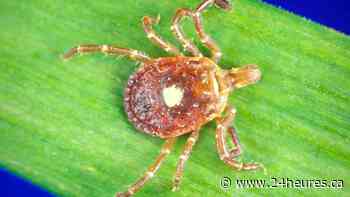 Tiques et maladie de Lyme: 5 choses à savoir