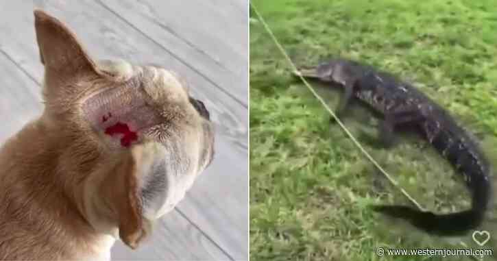 'It's Killing Her!': Young Mother Saves Pet in Alligator's Jaws by Screaming and Pulling Dog Free