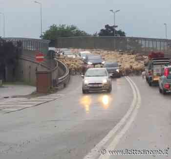 Lissone: la transumanza sul cavalcavia della Valassina - Il Cittadino di Monza e Brianza