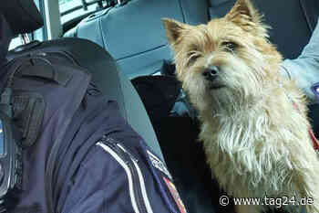 Kiel: Frau geht nur kurz einkaufen, Betrunkener entführt ihren Hund - TAG24