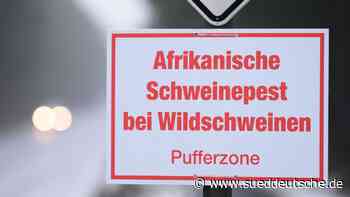 Neue Fälle von Schweinepest: Sachsen weitet Schutzzonen aus - Süddeutsche Zeitung - SZ.de
