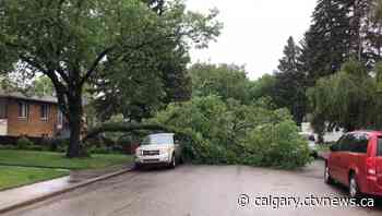 Wind in Calgary downs dozens of trees and topples power lines | CTV News - CTV News Calgary