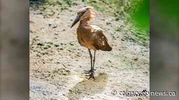 Calgary Zoo birds head outside as avian flu case drops | CTV News - CTV News Calgary
