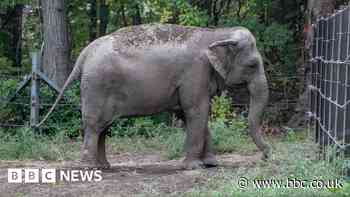 Happy the elephant is not a person, New York court rules