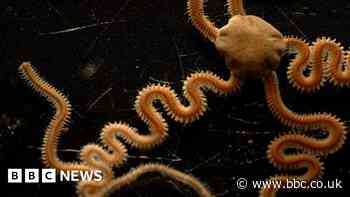 Huge plan to map the DNA of all life in British Isles