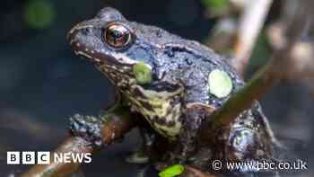 Frog bones found in Cambridgeshire Iron Age ditch baffle experts