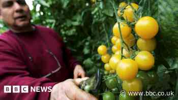 Scotland and UK governments split over gene-edited food