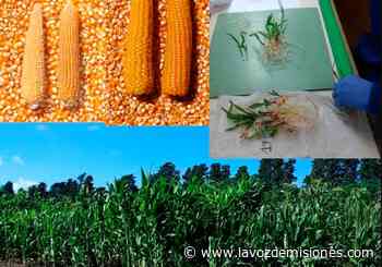 Inta Cerro Azul presentó nueva variedad de maíz para chacras misioneras - La Voz de Misiones