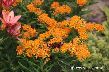 Questa è l'erba delle farfalle, la pianta che attira nel tuo giardino api e altri insetti impollinatori - greenMe.it