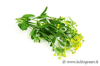 Erba di San Pietro tra le piante aromatiche per il balcone - Tuttogreen