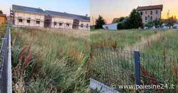 Assediati da incuria, topi, zanzare ed erba alta - La voce di Rovigo