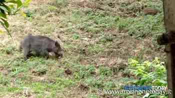 Aggredita dai cinghiali mentre taglia l’erba in giardino: “Ormai ’viviamo’ con loro. A nessuno importa” - FrosinoneToday