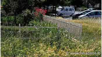 "Erba alta in città e nelle frazioni, spazi pubblici spesso inagibili" - LA NAZIONE
