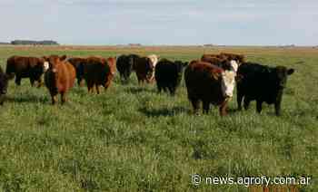 Buenos Aires: lanzan financiamiento para el desarrollo de pasturas y fortalecer la ganadería - Agrofy News
