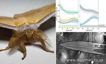 Scientists use moth wings to absorb sound and could be used to make noise-cancelling wallpaper