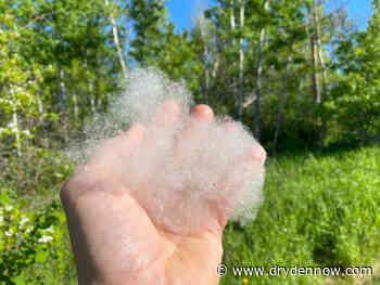 Why are there more cotton seeds than most years? - DrydenNow.com