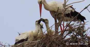 Vier ooievaarkuikens hebben naam gekregen: “Geïnspireerd op de Vier Heemskinderen” - Het Laatste Nieuws