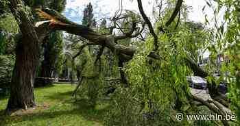 Bomen gesneuveld door storm? Stad zorgt voor recuperatie hout en herplant - Het Laatste Nieuws