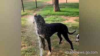 WATCH:  Dogs beat the Texas heat with the help of a hose