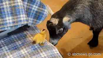 WATCH:  Duckling’s friendship with goats is the sweetest thing you'll see all day