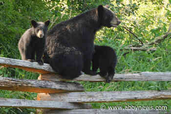 Golden Ears Provincial Park to reopen after problem bear captured and killed