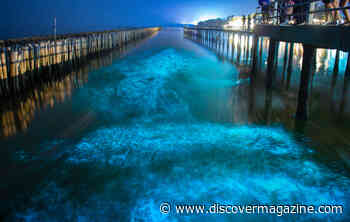 Bioluminescent Organisms And Where You Can See The Glow in Person