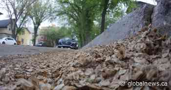Elm tree seeds pile up in Regina once again thanks to drought